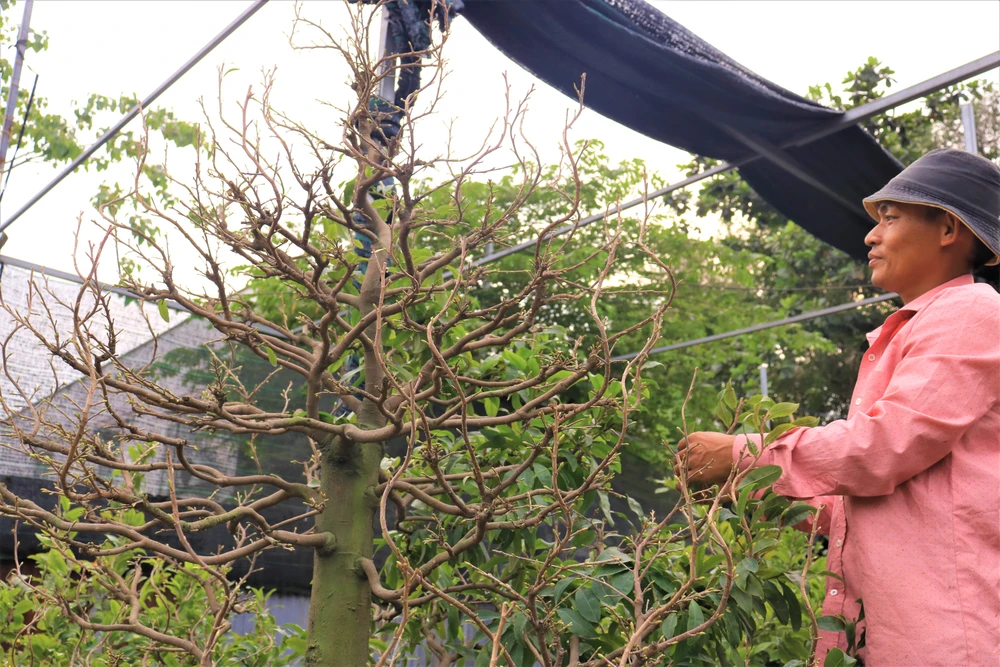 Vườn mai Chí Công (phường Hiệp Bình Chánh, TP Thủ Đức) năm nay có trên dưới 1.000 chậu với đủ độ tuổi từ 5 - 40 và các loại như mai xanh (phước mai), mai trắng, mai hồng, mai huỳnh tỷ (24 cánh), cúc mai (100 cánh), mai vàng tai giảo.