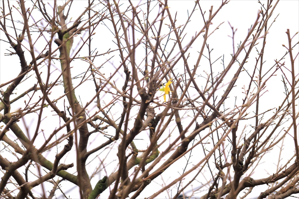 Năm nay thời tiết thuận lợi, mai không nở sớm nhiều và có thể kiểm soát được độ nở của mai, tuy nhiên thị trường mua chậm hơn so với mọi năm.