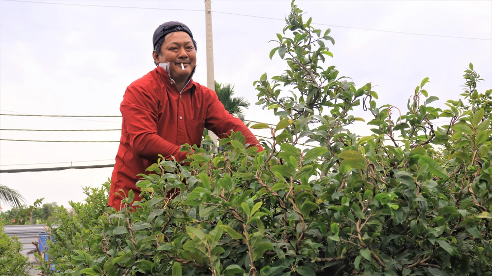 “Mặt bằng, nhân công, điện nước, vật tư nông nghiệp năm nay tăng trong khi giá thị trường bình ổn, không tăng. Do đó, để có thể cạnh tranh với các vườn mai khác, nhà vườn luôn tìm cách để mai nở đẹp và kịp phục vụ tết” - anh Lưu chia sẻ.