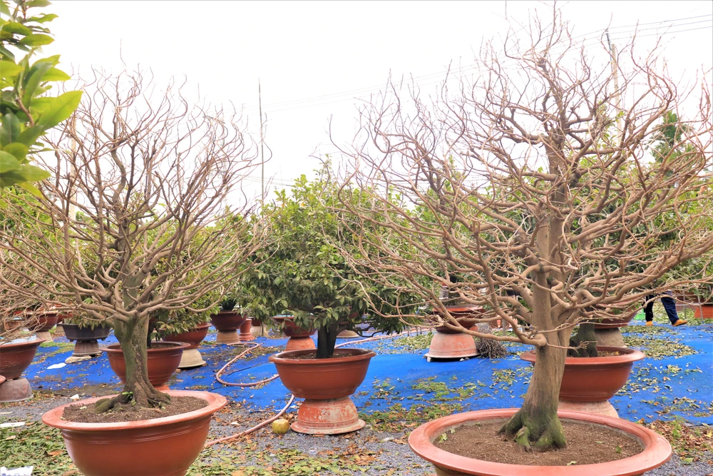 “Thị trường phục vụ chủ yếu là Hà Nội và TP.HCM, năm nay sức mua tuy có chậm hơn so với năm ngoái, ước tính giá cả giảm từ 10-20% nhưng mai vẫn bán chạy và số lượng đặt hàng đến thời điểm hiện tại gần 80%” - ông Công cho biết.