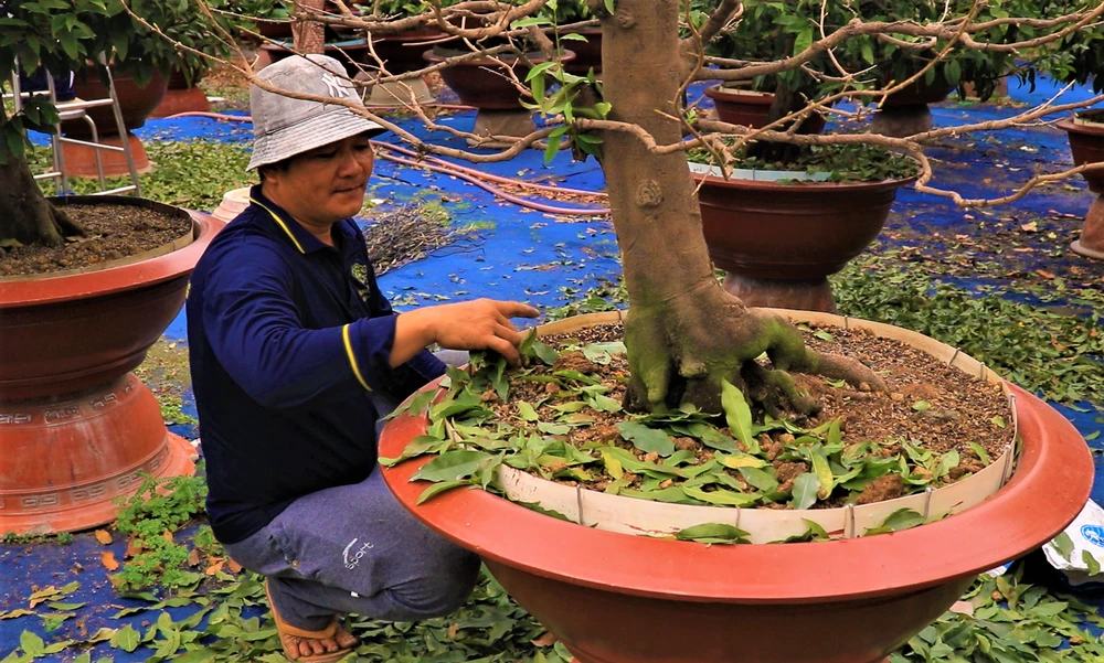 Dựa trên ngày khách đặt, nhà vườn phải canh ngày để thực hiện các công đoạn chăm sóc, tưới nước, bón phân, ngắt lá đảm bảo cho mai nở đúng ngày theo yêu cầu của khách.