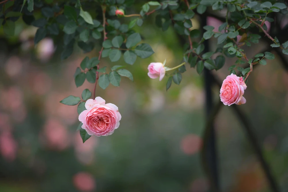 Hoa hồng Abraham Darby buông thõng như đang lịch thiệp cúi chào.
