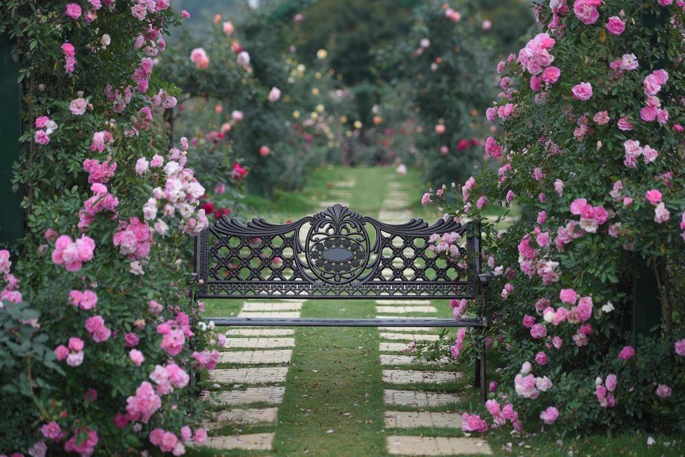 Hơn tám năm bén duyên với hoa hồng, giờ đây chị đã có một khu vườn như ý nguyện và đây cũng trở thành công việc đem lại nguồn thu nhập của gia đình chị.