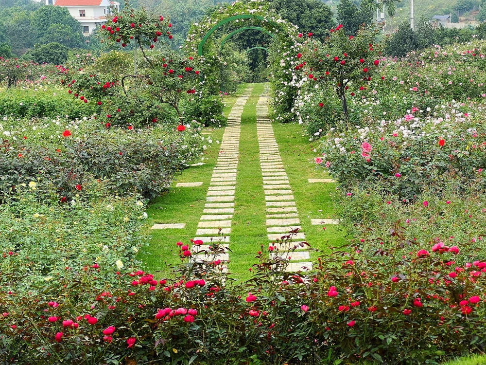 Vườn hồng thi công từ cuối tháng 7-2022 đến giữa tháng 10-2022 thì hoàn thiện. Sau hơn bốn tháng cùng bao tâm huyết và công sức thì khu vườn từ đất sét, đất đá khô cứng cằn cỗi đã phủ đầy hoa.