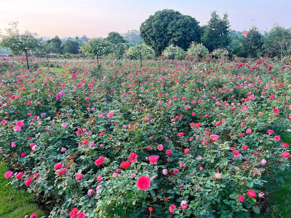 Hiện vườn hồng của chị có hơn 10.000 cây hoa hồng bao gồm hồng cổ, hồng thân gỗ, hồng bụi với khoảng gần 300 giống hoa hồng khác nhau được sưu tầm từ nhiều nơi trên thế giới.