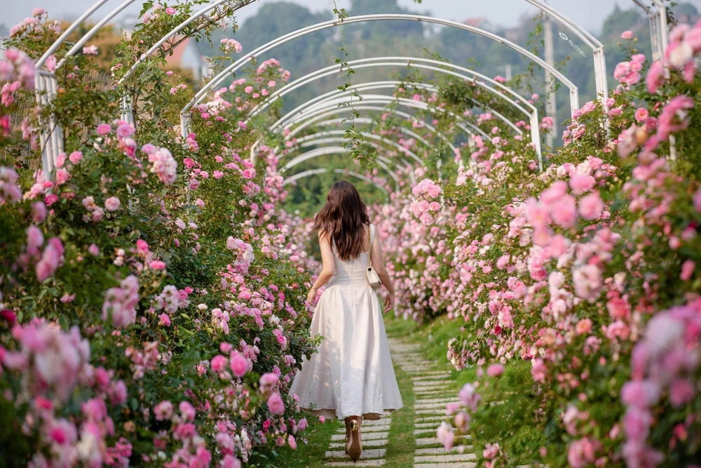 Khu vườn với những cổng vòm hoa hồng lớn được nhiều người nhận xét như lạc vào chốn cổ tích.