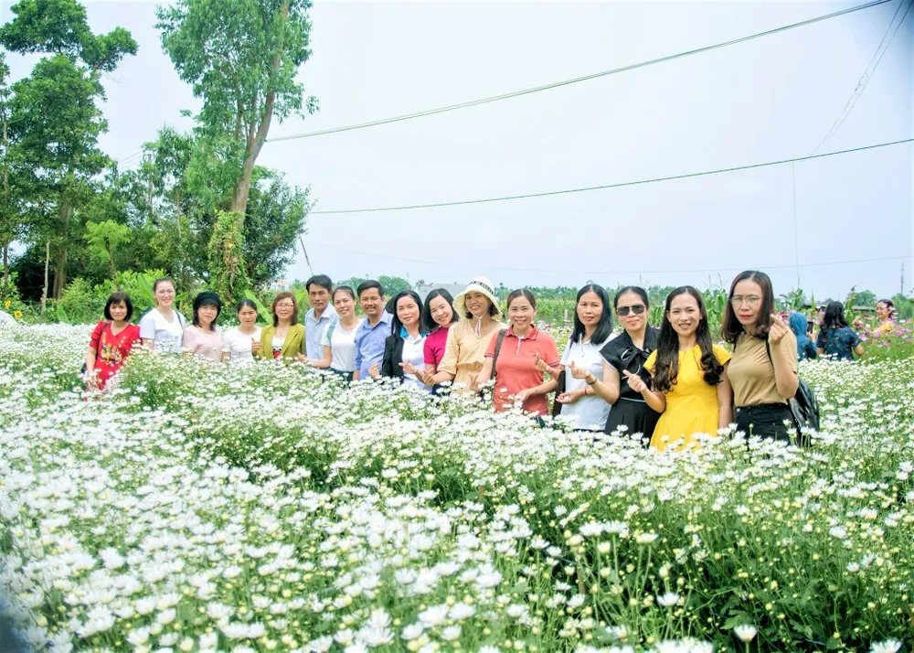 Vườn cúc họa mi của chị Hòa thu hút đông đảo lượt khách đến tham quan và chụp ảnh. Ảnh: NVCC