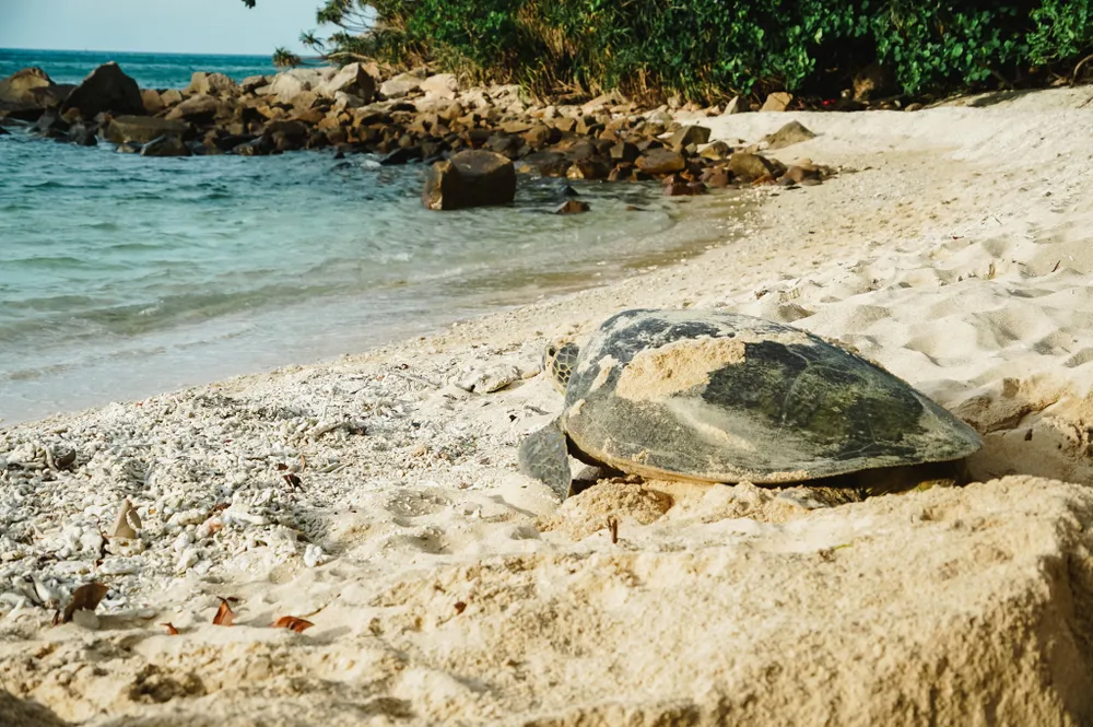 Rùa mẹ sau khi đẻ xong sẽ lấp ổ và xoá dấu vết để bảo vệ trứng, sau đó bò về biển và không quay lại ổ trứng. Ảnh: NGUYÊN PHÁT