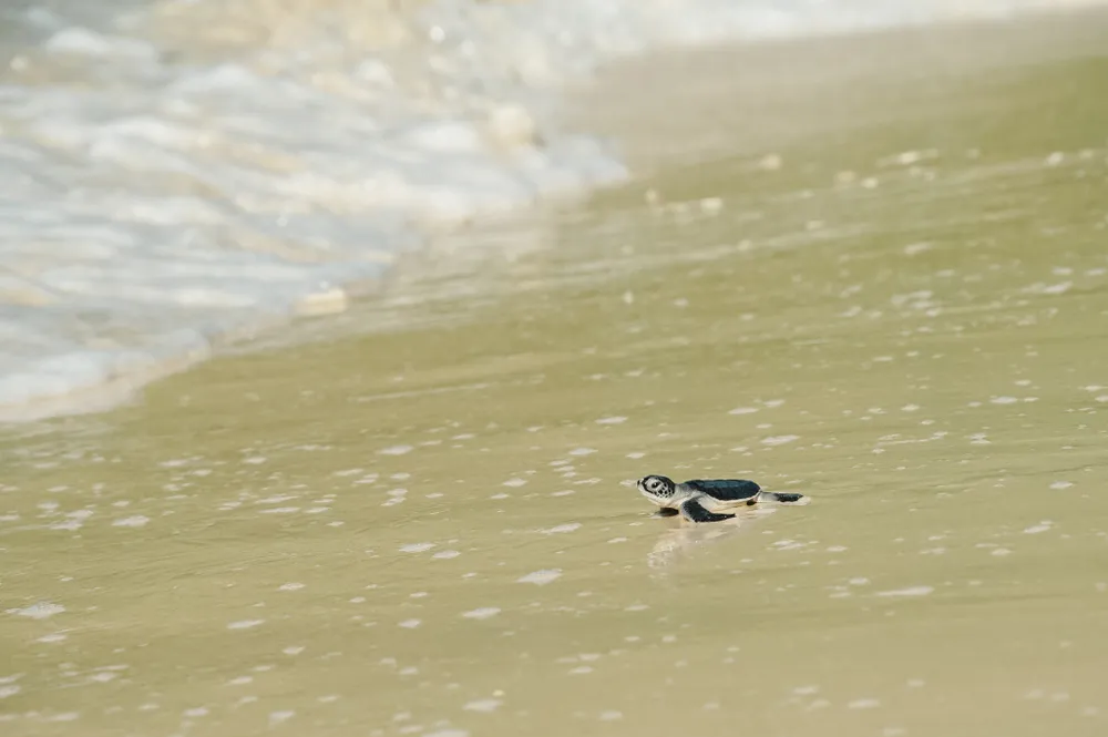 Rùa con sau khi xuống biển sẽ bơi liên tục không ăn trong 24 giờ đầu tiên, bắt đầu cuộc hành trình chu du khắp các đại dương.Ảnh: NGUYÊN PHÁT