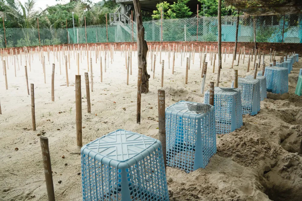 Tại khu hồ ấp trứng, sau mỗi cọc tre là 1 tổ trứng được chôn. Trên cọc sẽ ghi số thứ tự tổ trứng, ngày rùa đẻ, số lượng trứng, tên bãi rùa đẻ và tên người thực hiện di dời trứng. Những tổ sắp nở được úp giỏ nhựa để rùa con sau khi nở sẽ được mang ra bãi biển thả. Ảnh: NGUYÊN PHÁT