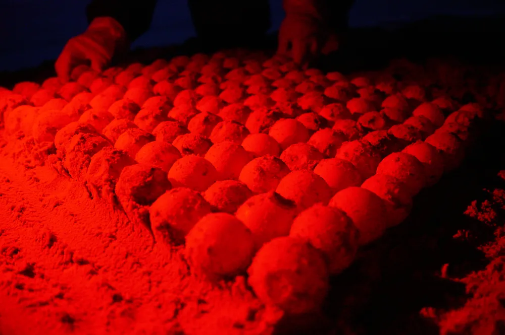 Trứng rùa sẽ được đếm trước khi mang về chôn tại hồ ấp trứng. Trứng sẽ tự nở và tỷ lệ nở thành công đạt đến 85%. Giới tính của rùa con được quyết định bởi nhiệt độ ổ trứng, ổ trứng dưới 26oC chủ yếu là rùa đực, trên 30oC chủ yếu là rùa cái. Ảnh: NGUYÊN PHÁT