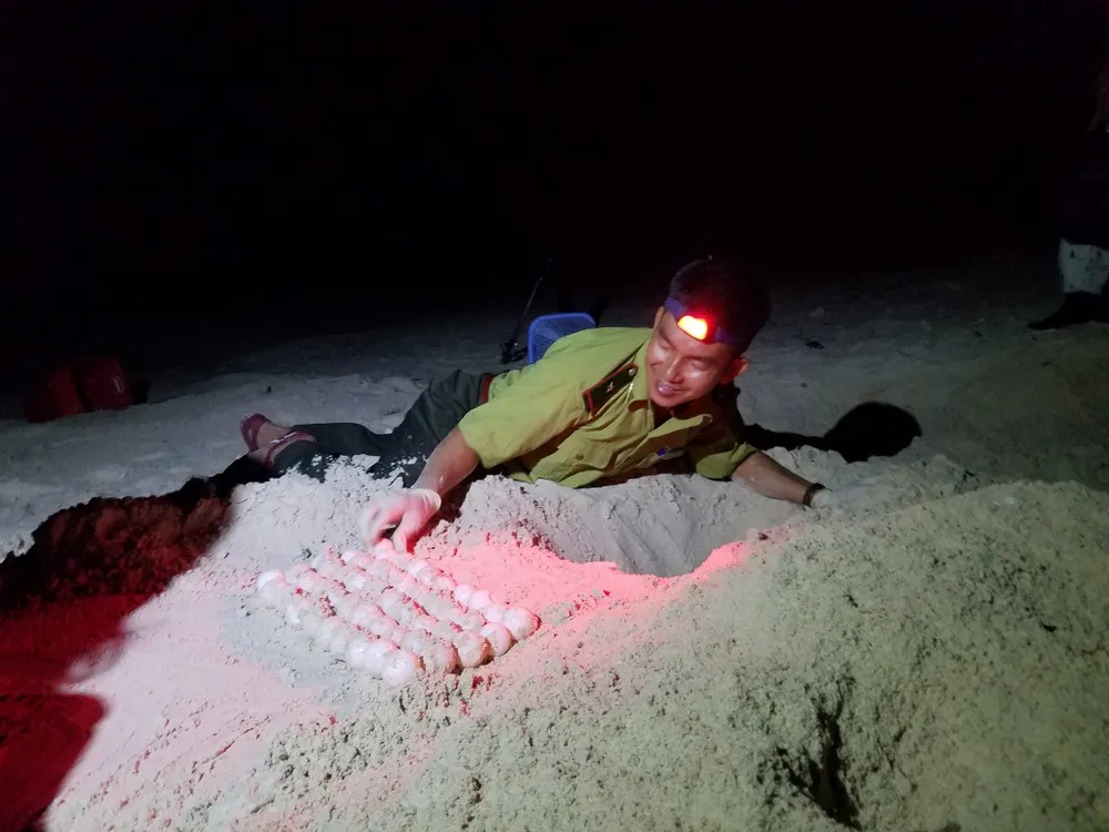 Kiểm lâm thực hiện di dời trứng rùa. Ảnh: NGUYÊN PHÁT