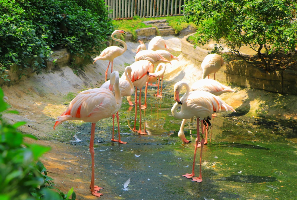 thao cam vien 17.JPG