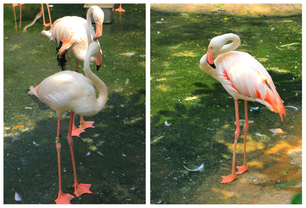 thao cam vien 36.png