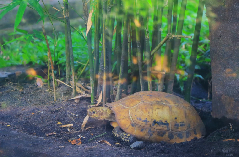 thao cam vien 36.JPG