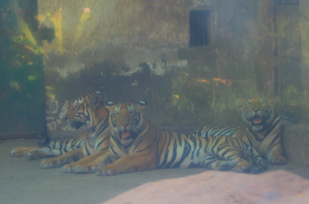 thao cam vien 45.JPG