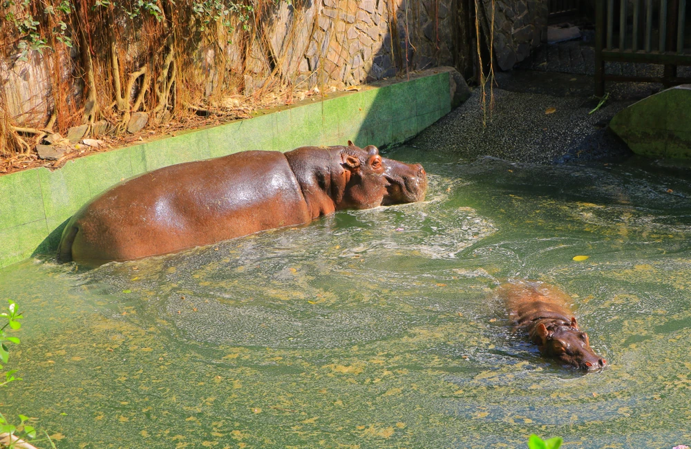 thao cam vien 54.JPG