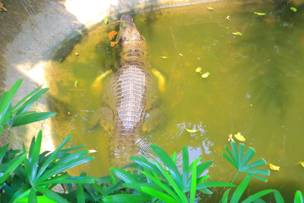 thao cam vien 11.JPG