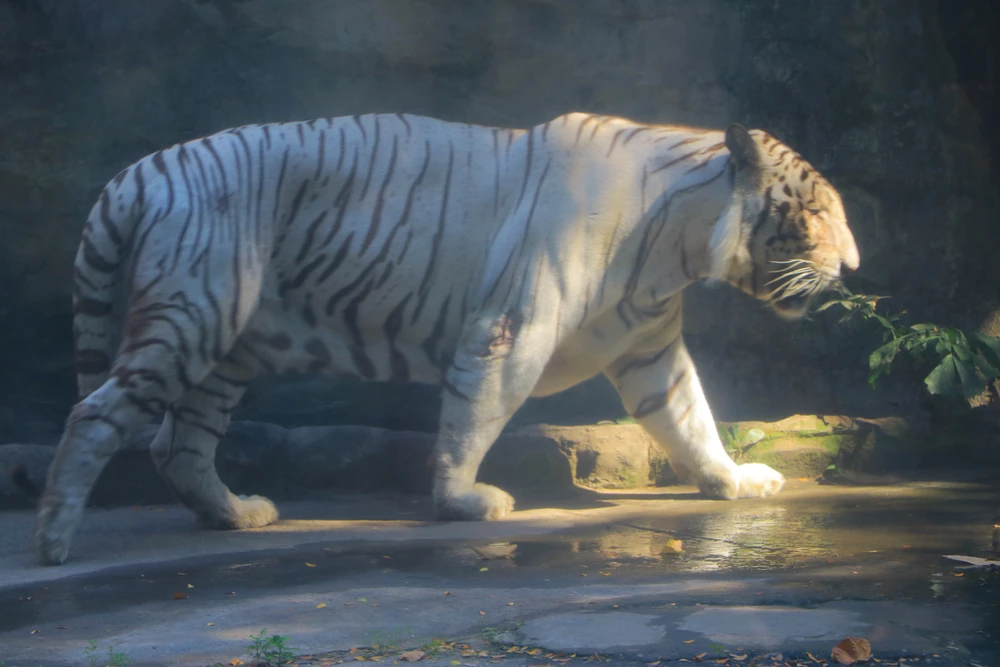 thao cam vien 43.JPG