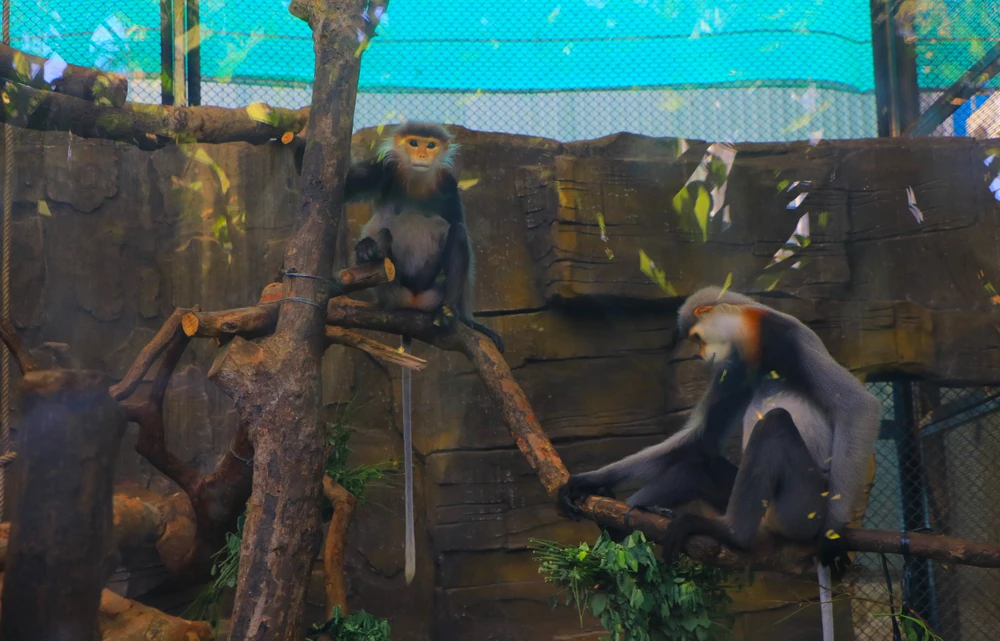 thao cam vien 47.JPG