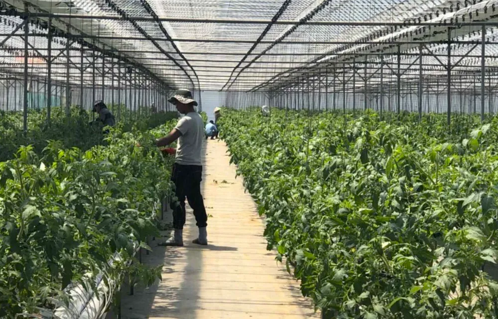 Người lao động Việt Nam làm công việc thời vụ tại các nông trại ở Hàn Quốc. Ảnh: CTV ngành dịch vụ
