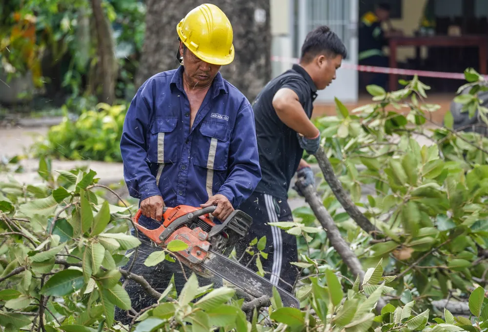 cay-xanh-lau-nam (6).jpg