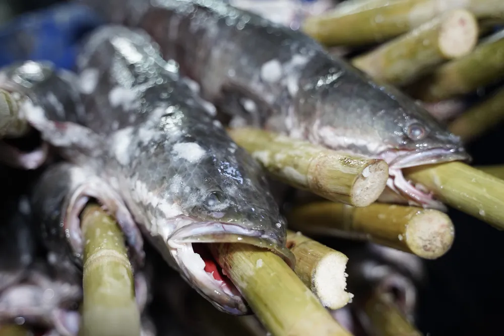 Ca-loc-nuong (20).JPG