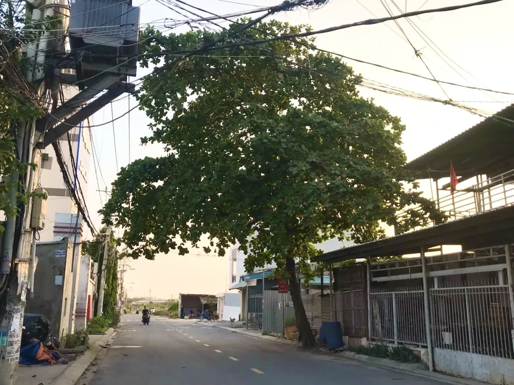 Phạt tiền từ 30.000.000 đồng đến 50.000.000 đồng đối với hành vi tự ý chặt hạ cây xanh, dịch chuyển, đào gốc cây xanh đô thị hoặc chặt rễ cây xanh khi chưa được cấp phép. Ảnh: TRẦN MINH