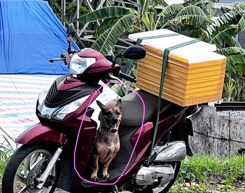 Con chó được cho là nguyên nhân gây ra vụ tai nạn giao thông. Ảnh: Nguyễn Vũ Phước Chó phóng xuống đường.jpg