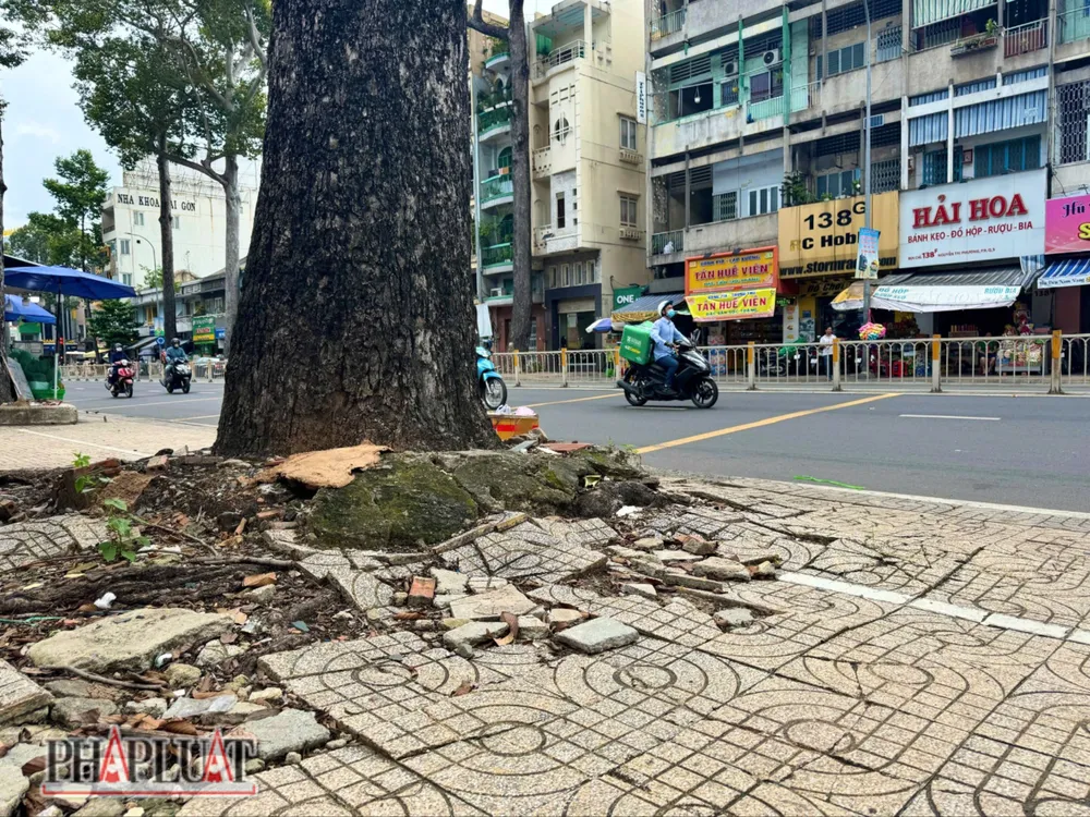 Một cây xanh trên đường Nguyễn Tri Phương "phá nát" vỉa hè gây mất mỹ quan đô thị, ảnh hưởng đến lối đi bộ của người dân. Ảnh: HT-TM nhiều cây xanh phá nát vỉa hè.jpg