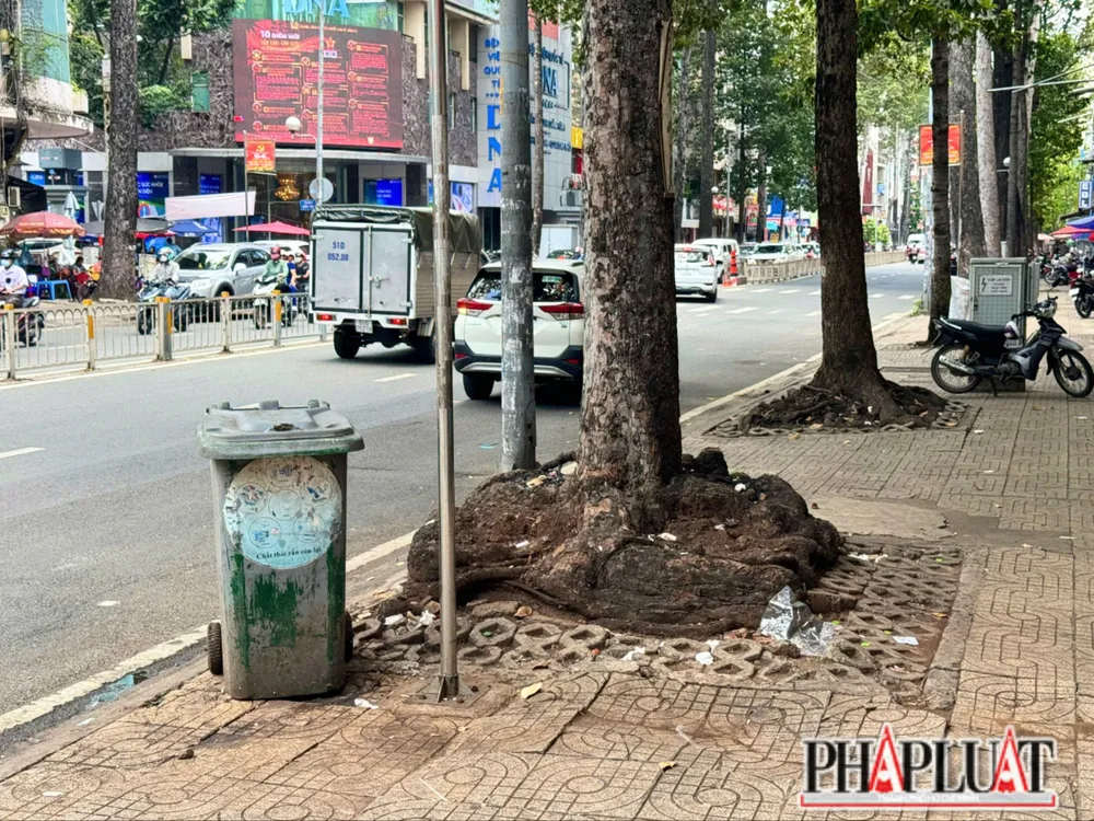Một cây xanh trên đường Trần Hưng Đạo, quận 5 gốc rễ rất bự trồi lên cả mặt đất. Ảnh: HT-TM z5749234145891_37eba4bdccc0be32a160186b5484a231.jpg