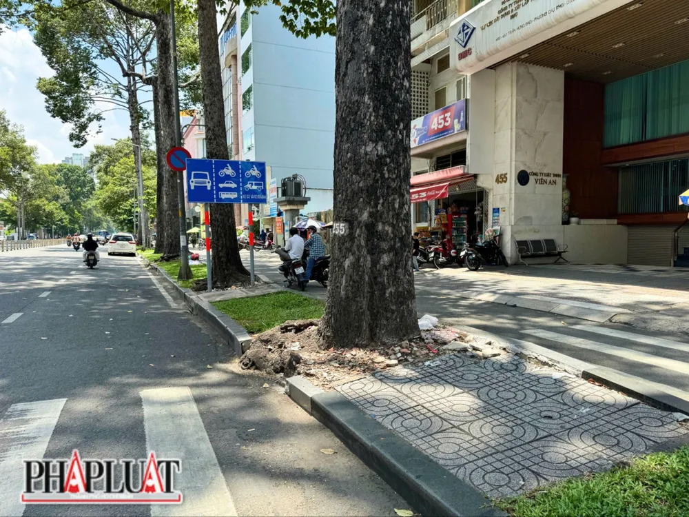Cây xanh trên đường Trần Hưng Đạo, quận 1 khiến vỉa hè bị hư hỏng. Ảnh: HT-TM z5749234248816_afcd076c1ddc51bb914d59e8cda81378.jpg