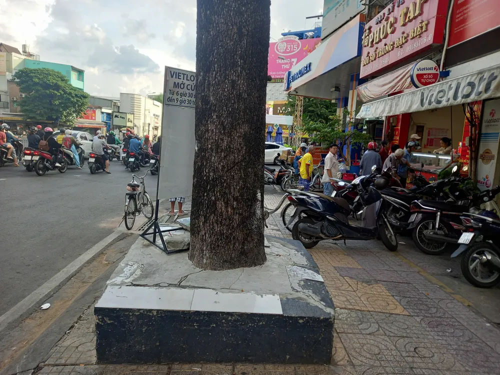 Đoạn đường Trần Phú, quận 5 cây xanh bị trám kín quanh gốc bằng những khối bê tông. Ảnh: NGUYỄN ĐƯỚC Đoạn đường Trần Phú, quận 5, cây xanh bị trám xi măng kín gốc