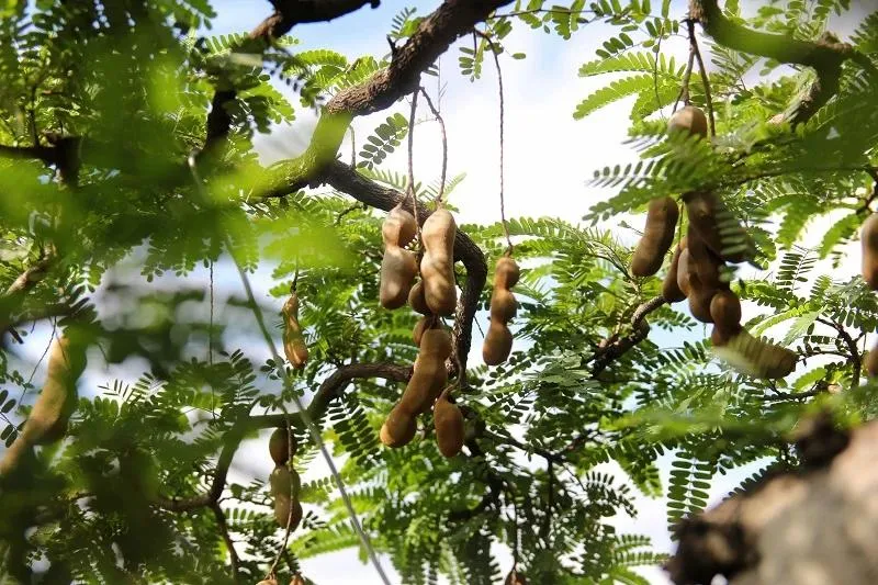 Việc hái trái me đơn thuần là để ăn thì không có quy định xử phạt. Ảnh: HOÀNG GIANG me ngoài đường