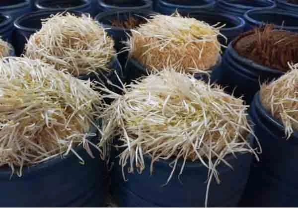 Dùng hóa chất Trung Quốc, chỉ cần 48 tiếng giá đỗ mọc đầy thùng ảnh 2