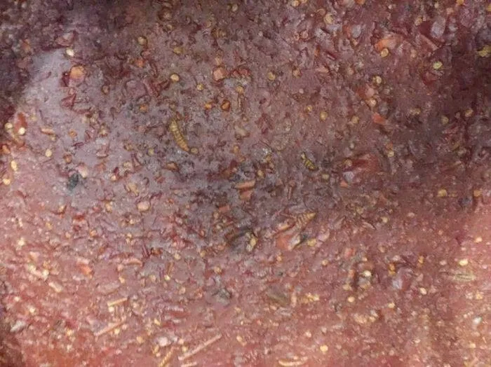 Tương ớt giòi bò lúc nhúc khiến nhiều người kinh hãi.