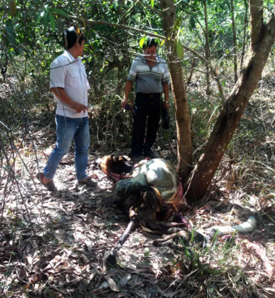 Cơ quan chức năng khám nghiệm hiện trường vụ bò tót bị bắn chết. Ảnh: TT