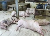 200 con heo bơm nước suýt ra thị trường