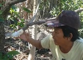 Ban Nội chính Đồng Nai lên tiếng vụ vườn bơ bị hạ độc ảnh 3 Đồng Nai: Hàng trăm cây bơ bị hạ độc