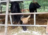 Đồng Nai: Người làm thuê bị bò tót rừng húc nát vai và chân ảnh 1 Khi đàn bò tót lai ở Ninh Thuận được đổi chủ