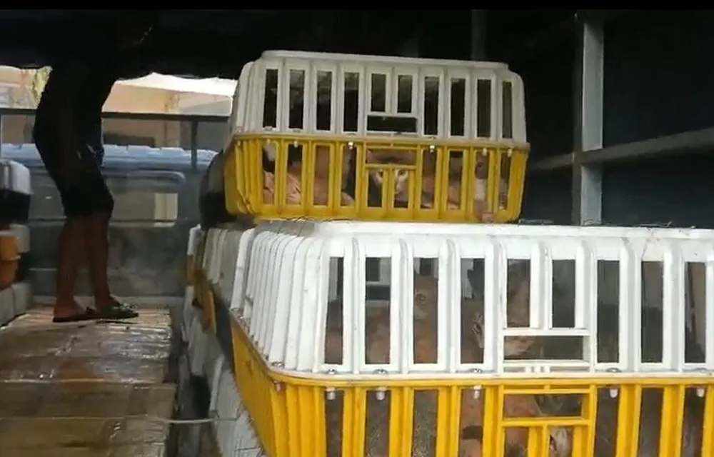 Hàng trăm con mèo nhốt trong lồng và nhiều con mèo, chó đã bị giết trong thùng đá. Ảnh: VH