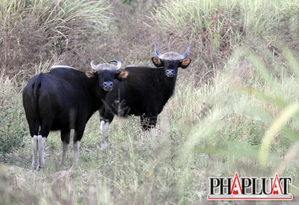 Xây dựng quốc lộ sẽ gây ảnh hưởng nghiêm trọng đến vùng lõi của Khu Dự trữ Sinh quyển Đồng Nai. Ảnh: VH. Xây dựng quốc lộ sẽ gây ảnh hưởng nghiêm trọng đến vùng lõi của Khu Dự trữ Sinh quyển Đồng Nai. Ảnh: VH.