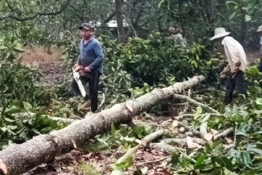 Cơ quan chức năng bắt quả tang nhóm người cưa cây trong rừng phòng hộ. Ảnh: AX.