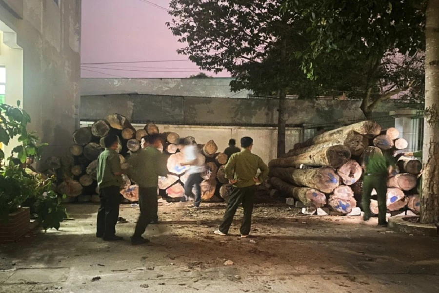 Lực lượng chức năng kiểm tra số gỗ bị chặt. Ảnh: AX.