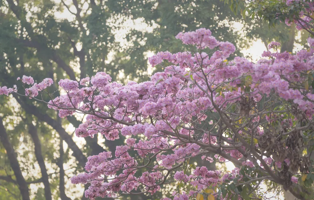 Những chùm hoa kèn hồng đẹp mộng mơ khiến rất nhiều người tìm đến công viên để ngắm nhìn. Ảnh: An Huy Những chùm hoa kèn hồng đẹp mộng mơ khiến rất nhiều người tìm đến công viên để ngắm nhìn. Ảnh: An Huy