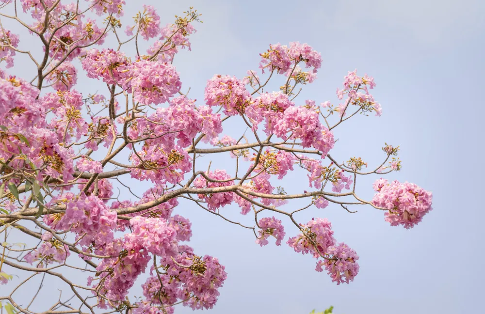 Hoa rực rỡ dưới ánh nắng có màu hồng phấn tựa như hoa anh đào giống như phố nhỏ bên Nhật Bản. Ảnh: An Huy Hoa rực rỡ dưới ánh nắng có màu hồng phấn tựa như hoa anh đào giống như phố nhỏ bên Nhật Bản. Ảnh: An Huy