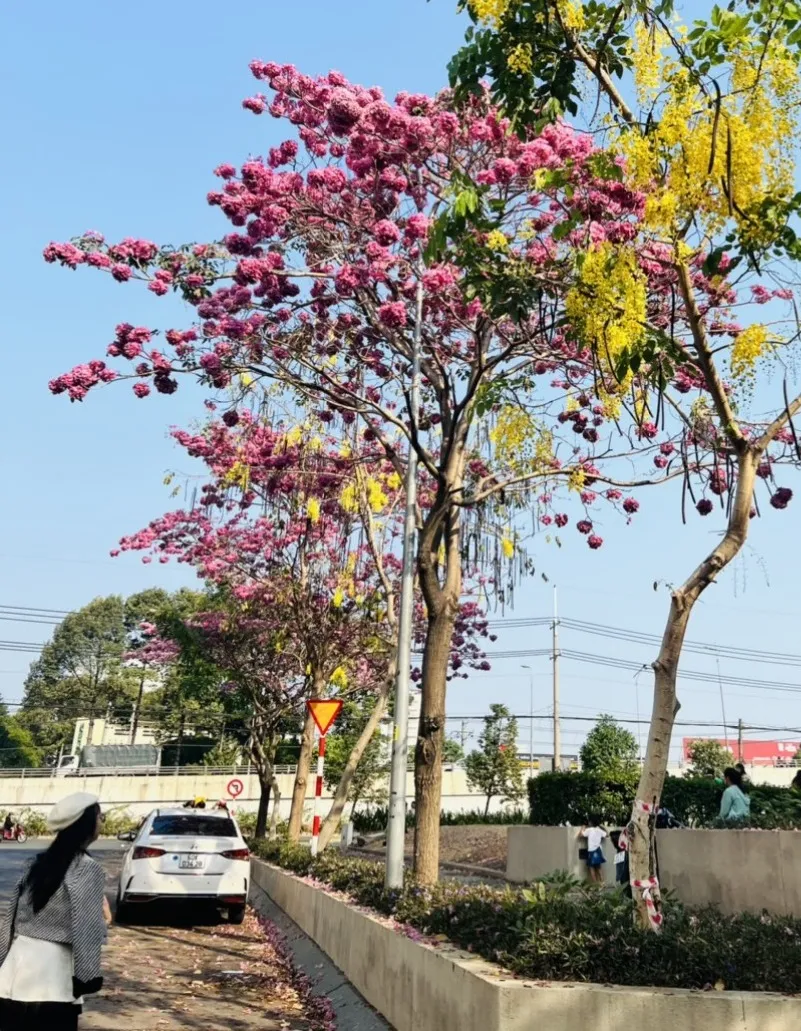 Những cô gái trẻ tìm đến đây ngắm nhìn những chùm hoa kèn hồng. Những cô gái trẻ tìm đến đây ngắm nhìn những chùm hoa kèn hồng.