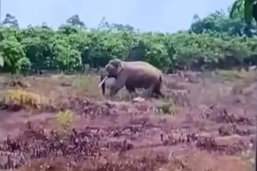 Con voi tấn công người dân và quật chết một con bò. Ảnh: NDCC Con voi tấn công người dân và quật chết một con bò. Ảnh: NDCC