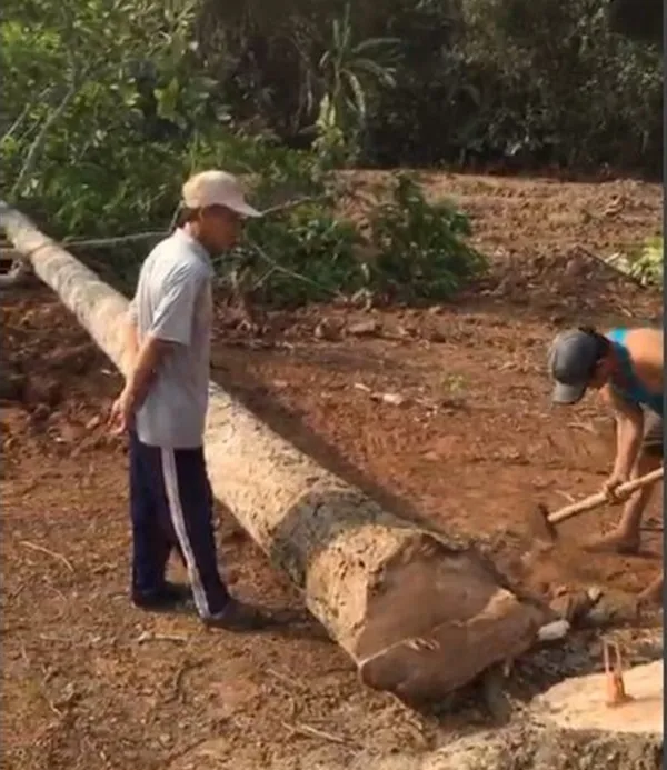 Cây dầu trồng hơn 20 năm tuổi bị khai thác trái phép. Ảnh: VH. Cây dầu trồng hơn 20 năm tuổi bị khai thác trái phép. Ảnh: VH.