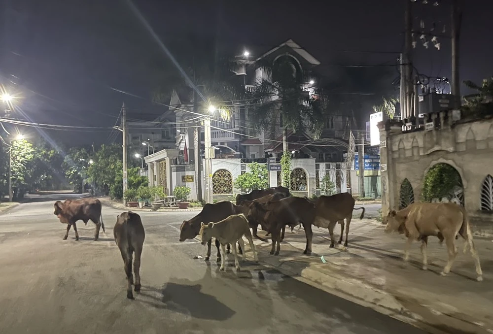 Đàn bò cả chục con đi lại trong Khu dân cư. Đàn bò cả chục con đi lại trong Khu dân cư.